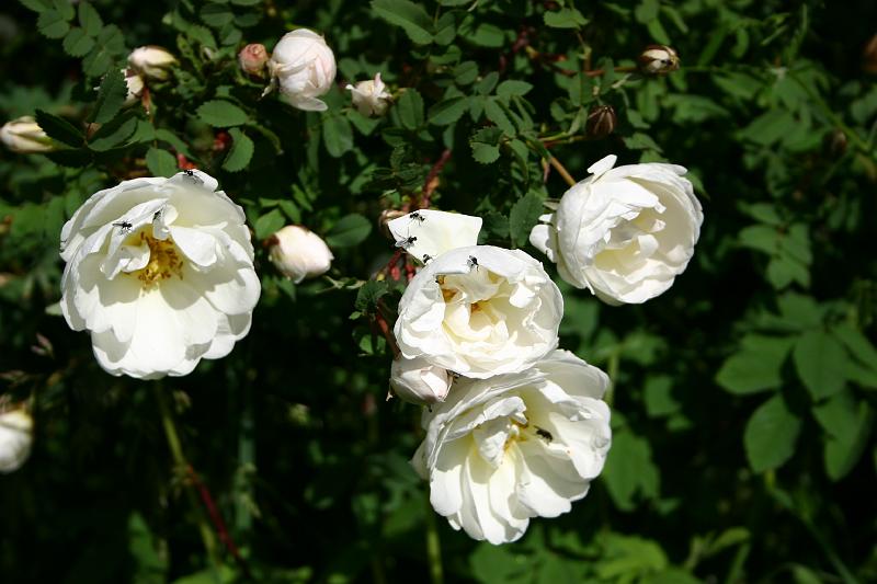 lehmila_juhannus_2005 032.jpg